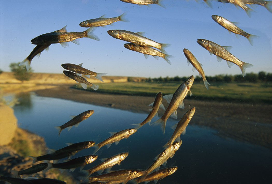Minnows